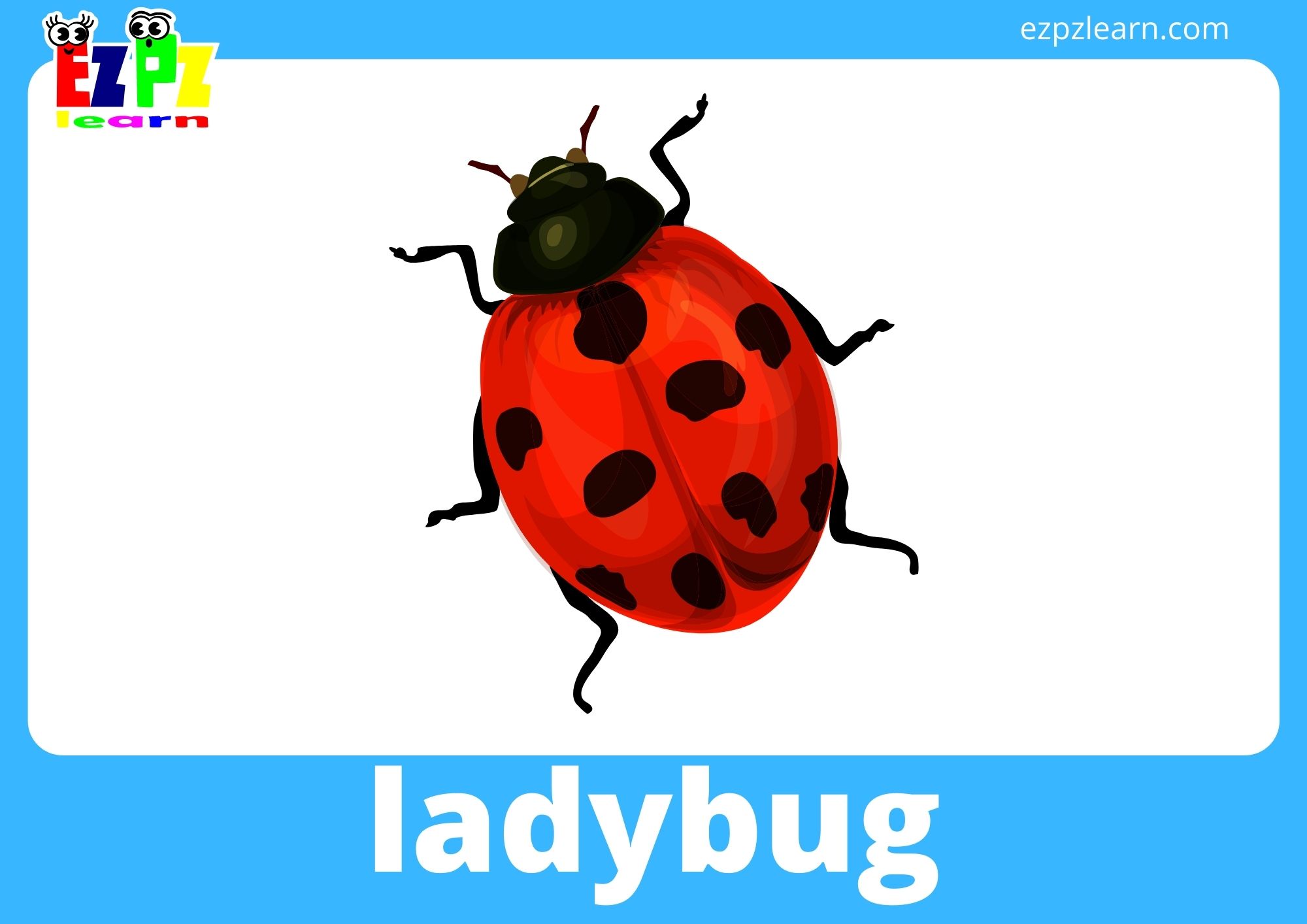 ladybug